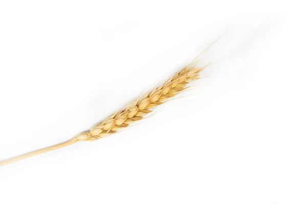 Вухо пшениці на білому тлі — стокове фото