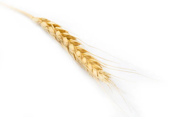 Spiga di grano su sfondo bianco — Foto Stock
