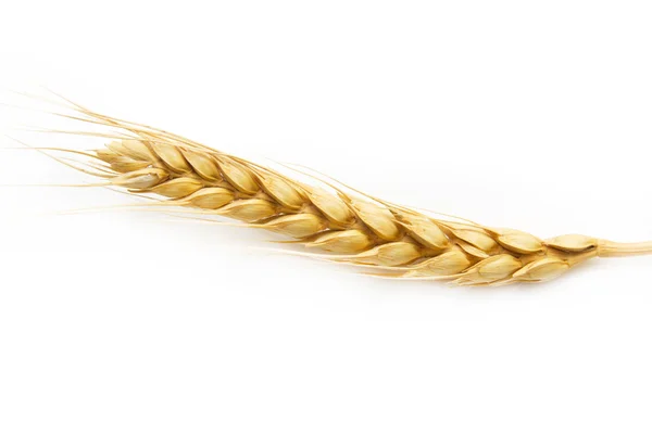 Ухо пшеницы на белом фоне — стоковое фото