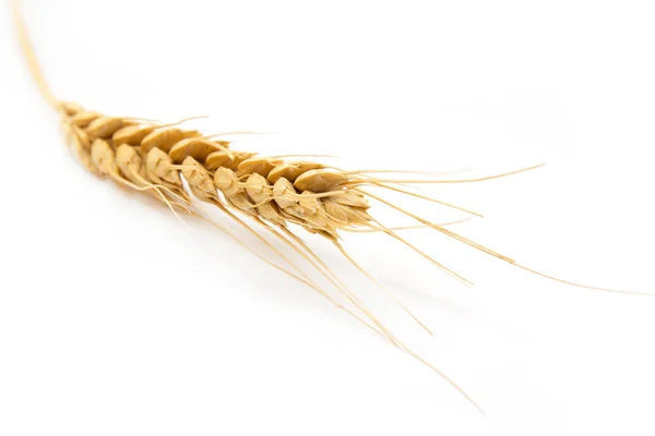 Orelha de trigo em um fundo branco — Fotografia de Stock