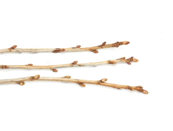 stock image Branches currant buds on a white background