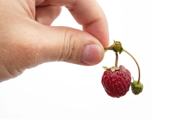 Strawberry in her hand on a white background — Stock Photo, Image