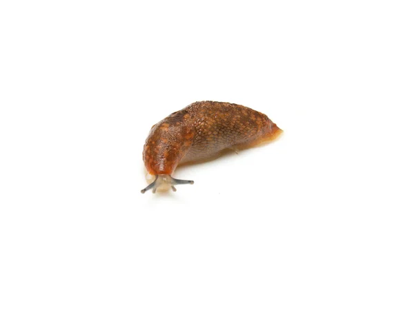 Slug - yavaş hayvan. Beyaz bir arka plan üzerinde sürünür. — Stok fotoğraf