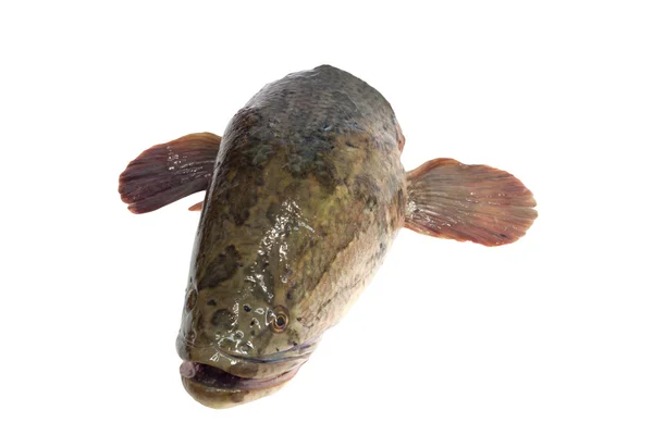 Ormhuvudsfisk är en vildsint fisk isolerad på vit — Stockfoto