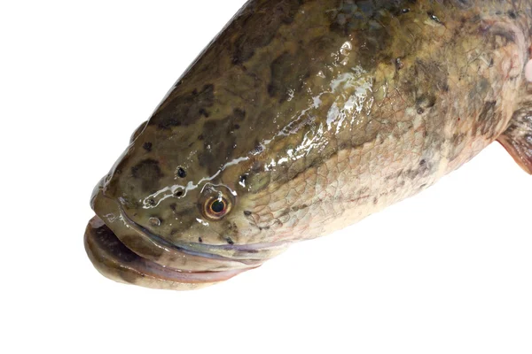 Cabeza de serpiente es un pez feroz aislado en blanco — Foto de Stock