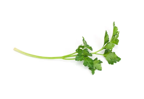 Green parsley isolated on white background — Stock Photo, Image