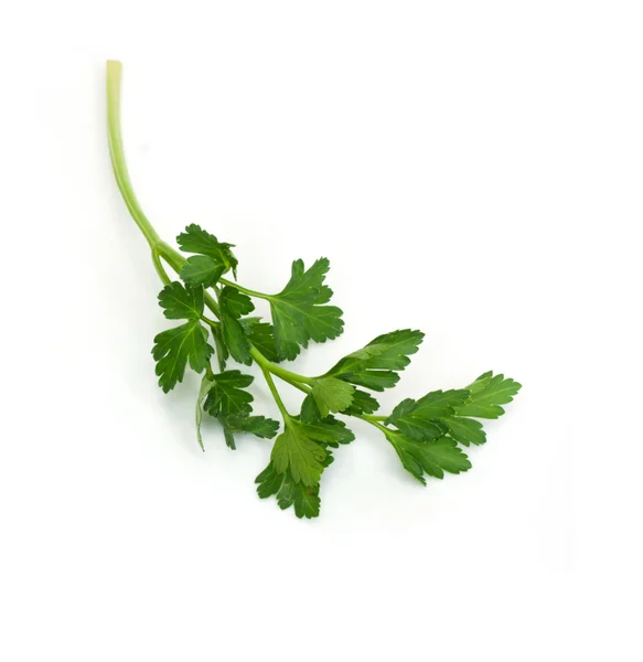 Bunch of Fresh green parsley isolated on white background — Stock Photo, Image