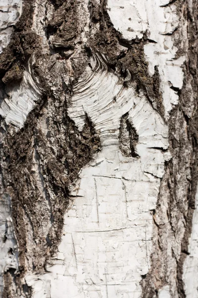 バック グラウンドでバーチ樹皮 — ストック写真