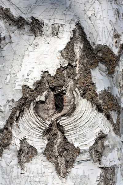 Texture di corteccia di betulla, sfondo — Foto Stock