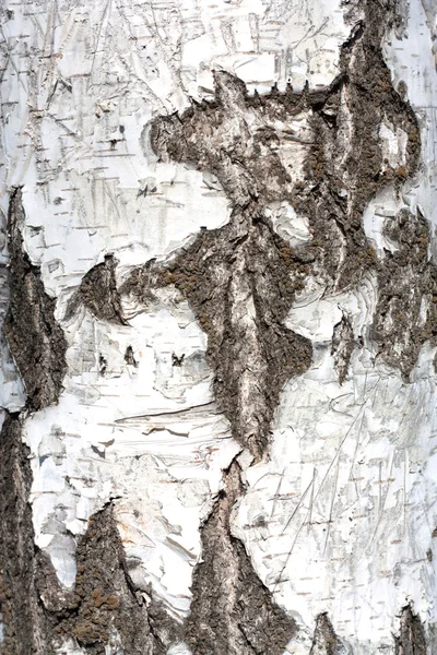 在背景中的桦树皮 — 图库照片
