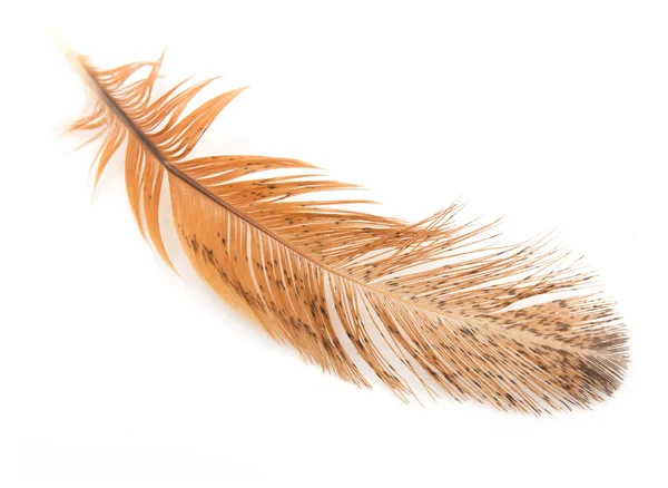 Golden feather on a white background — Stock Photo, Image