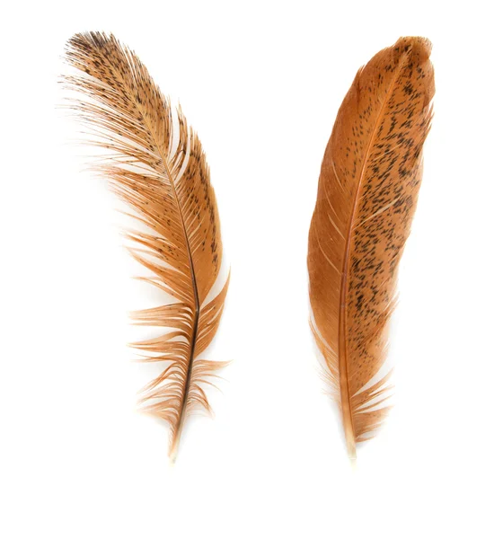 Dos plumas doradas sobre un fondo blanco —  Fotos de Stock