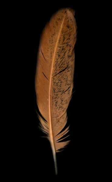 Mallard duck feather on black background - good for use as desig — Stock Photo, Image