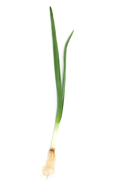 Stock image Spring onion isolated on white background.Green onion