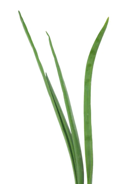 Szczypiorkiem na białym tle na background.green biały cebula — Zdjęcie stockowe