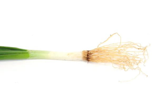 Fresh green onion — Stock Photo, Image
