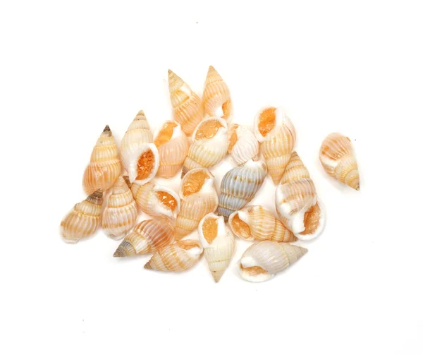Seashells on white background — Stock Photo, Image