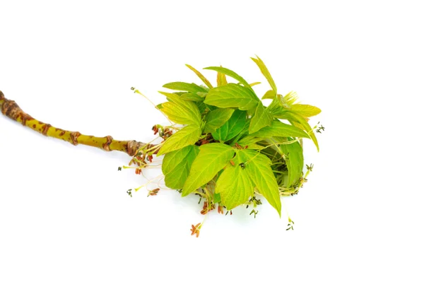 Akçaağaç genç yapraklar üzerinde beyaz bir arka plan — Stok fotoğraf