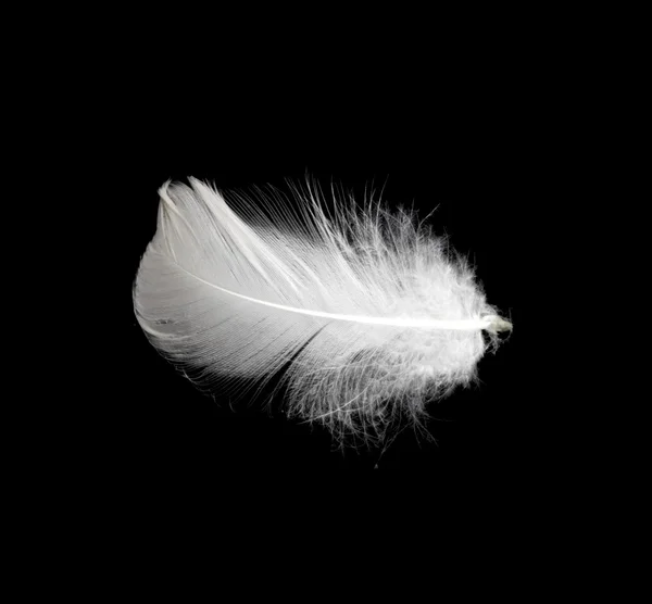 Λευκό φτερό που απομονώνονται σε λευκό φόντο — Φωτογραφία Αρχείου