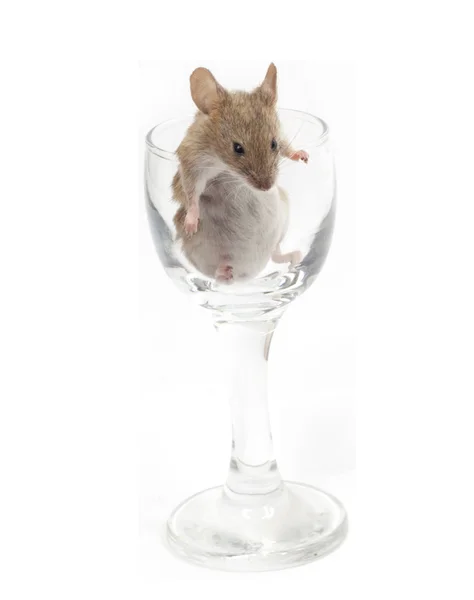 Mouse in a crystal glass Stock Image