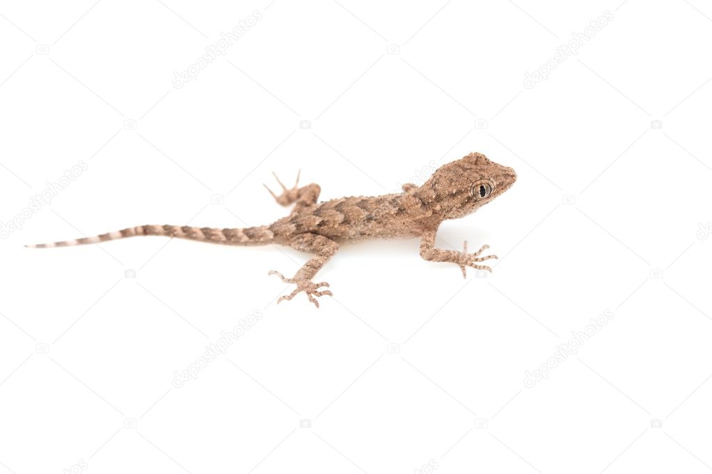 Brown spotted gecko reptile isolated on white, view from above