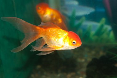 bir akvaryum altın oranda goldfish