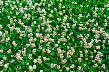 Beyaz yonca (Trifolium tövbe eder)