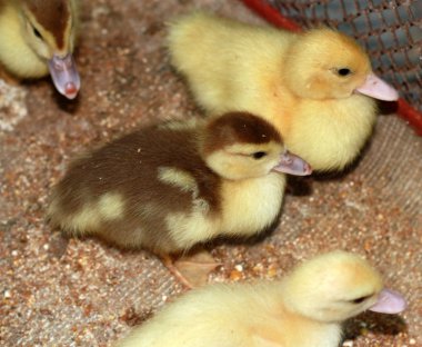 Ducklings clipart