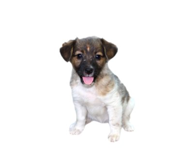 beyaz köpek