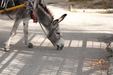 Yurtiçi eşek baş etmek