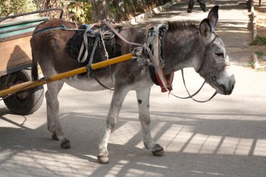 Donkey with a cart clipart