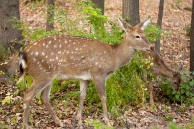 Child of the red deer in wood . Bandhavgarh. India. clipart