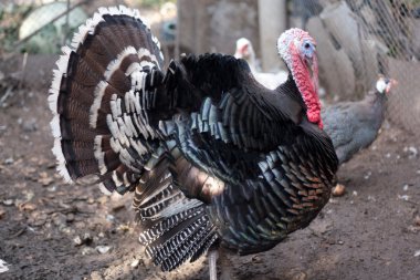 Large male turkey in nature clipart