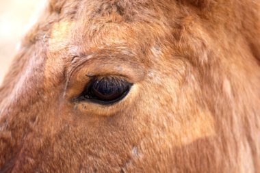 closeup atın göz