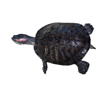 Terrapin