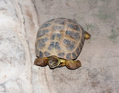 kaya yüzeyinde turtle