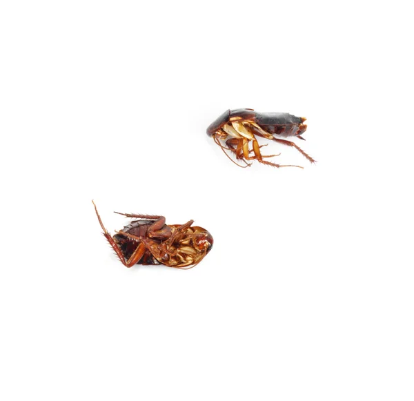 两只蟑螂 — 图库照片