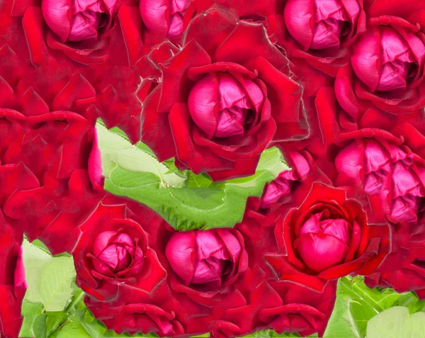 Bakgrund av röda rosor — Stockfoto