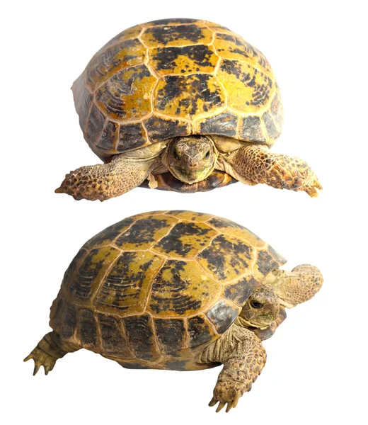 stock image Two turtles on a white background