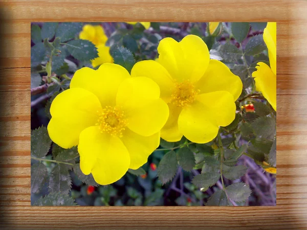 Flores en marco de madera — Foto de Stock
