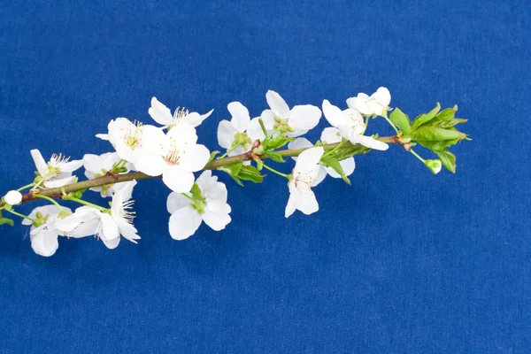Mavi bir arka plan üzerinde elma çiçekleri — Stok fotoğraf