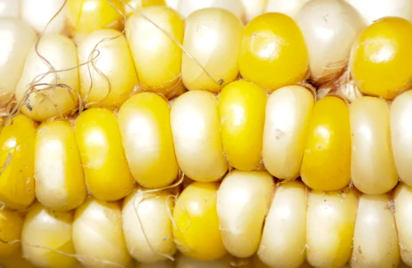 Kukuřice v pozadí — Stock fotografie