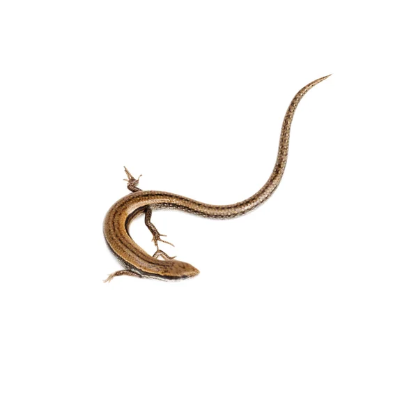 흰 배경에 있는 도마뱀 — 스톡 사진