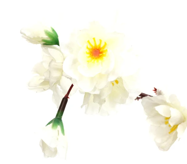 樱花，樱花朵花，在白色背景上孤立 — 图库照片