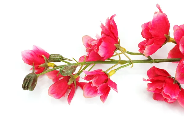 Цветок сакуры, цветок сакуры, выделенный на белом фоне — стоковое фото