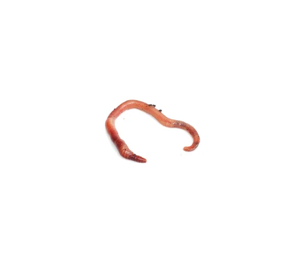 Rode worm — Stockfoto