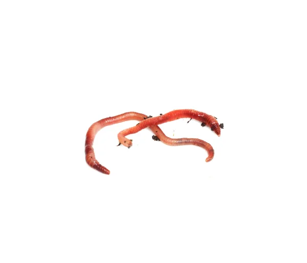红色的蠕虫 — 图库照片