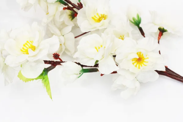 樱花，樱花朵花，在白色背景上孤立 — 图库照片
