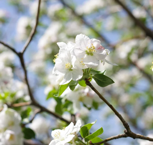 Apple blommor — Stockfoto