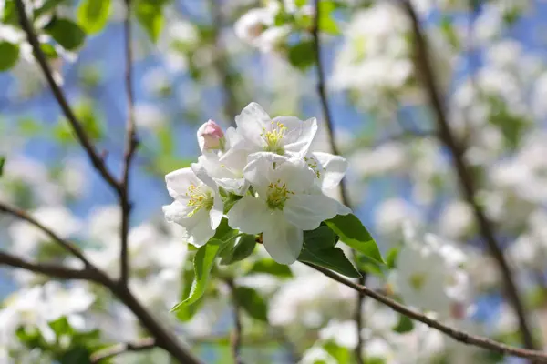 Apfelblüten — Stockfoto